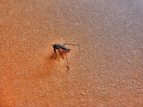 moustiques-piscine